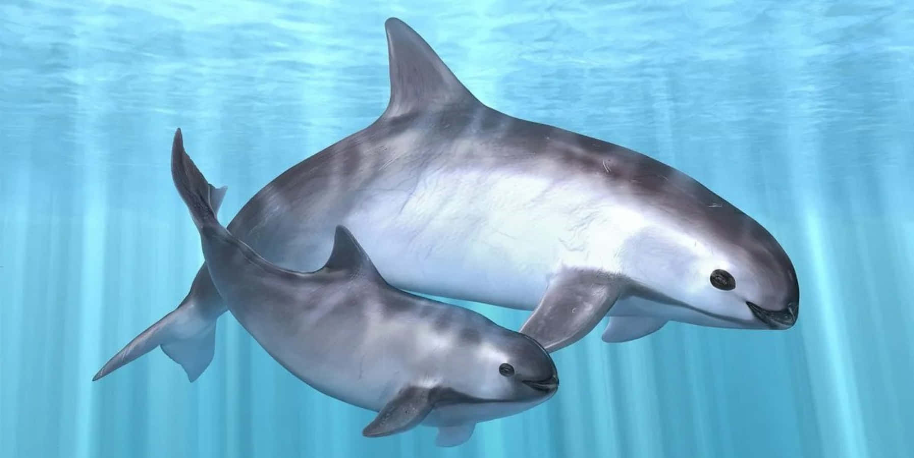 Dall’s Porpoise, mother and calf, sunlit turquoise waters, HD Desktop Wallpaper