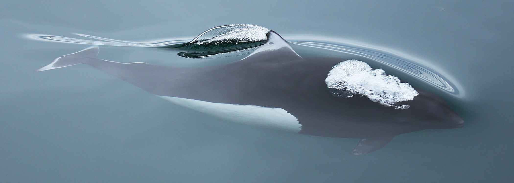 Dall’s Porpoise, dark whale, white underbelly, Full HD Desktop Wallpaper