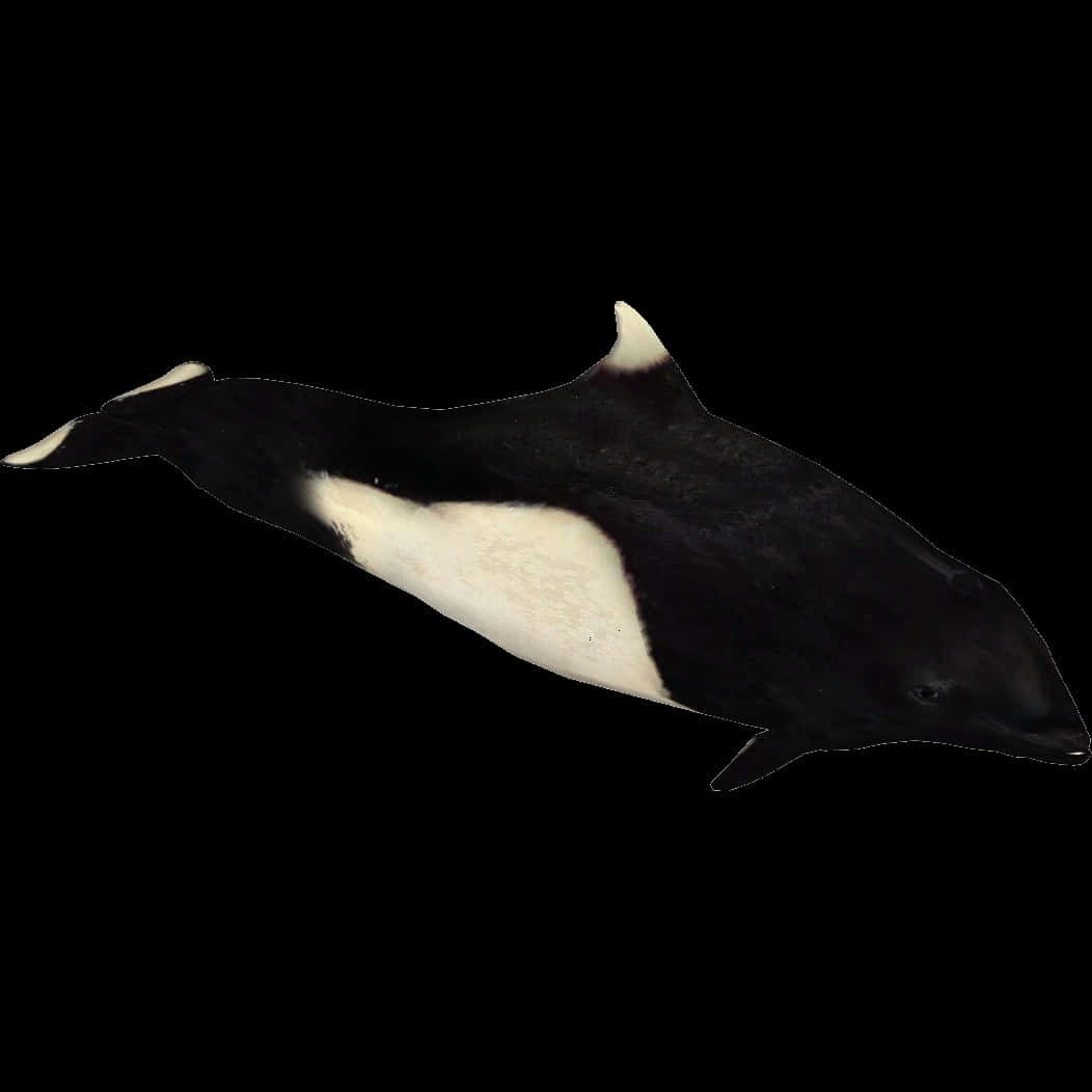 Dall’s Porpoise, black background, black water, SD Desktop Wallpaper