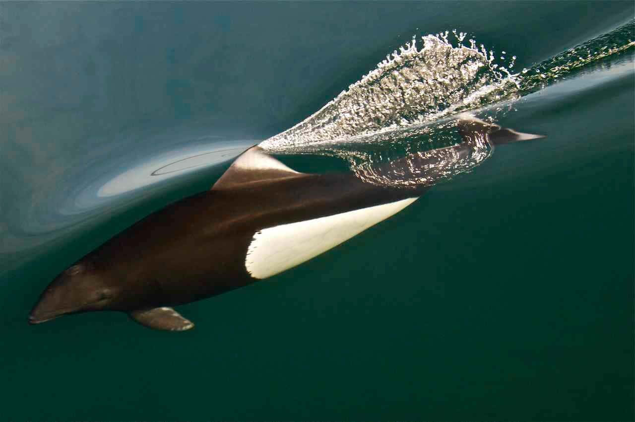 Dall’s Porpoise, dark dolphin, white underbelly, HD Desktop Wallpaper