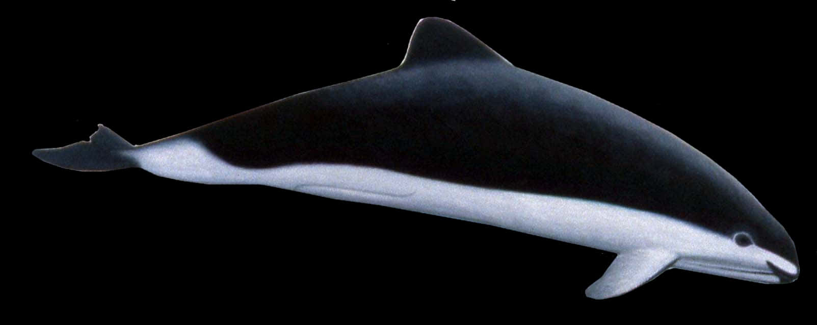 Dall’s Porpoise, sleek black and white dolphin, horizontal, HD Desktop Wallpaper