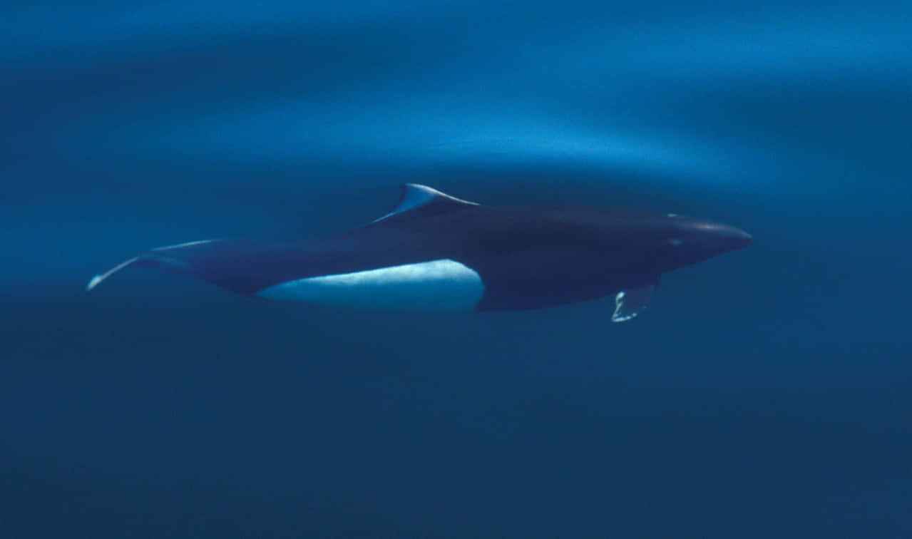 Dall’s Porpoise, underwater swim, deep blue ocean waters, SD Desktop Wallpaper
