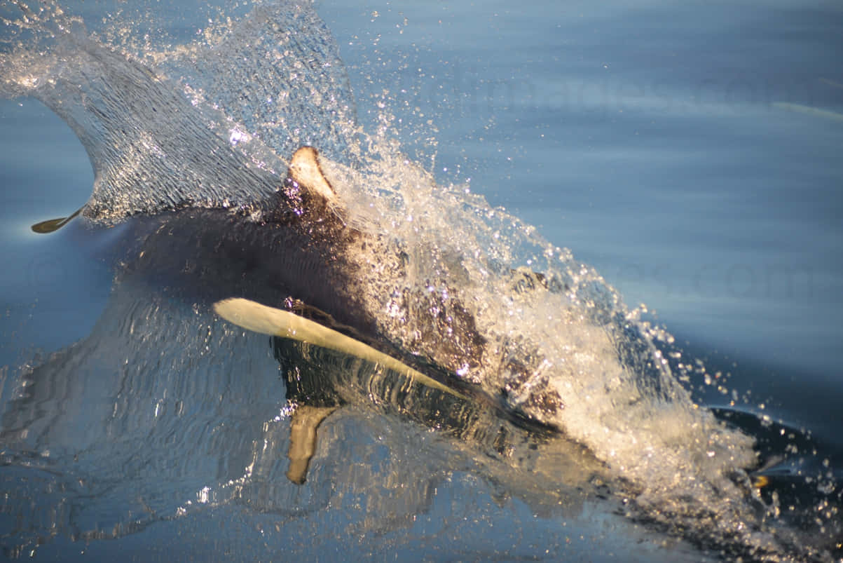 Dall’s Porpoise, blue water, sunlit droplets, SD Desktop Wallpaper