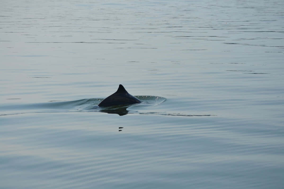 Dall’s Porpoise, dorsal fin, calm blue-gray water, SD Desktop Wallpaper