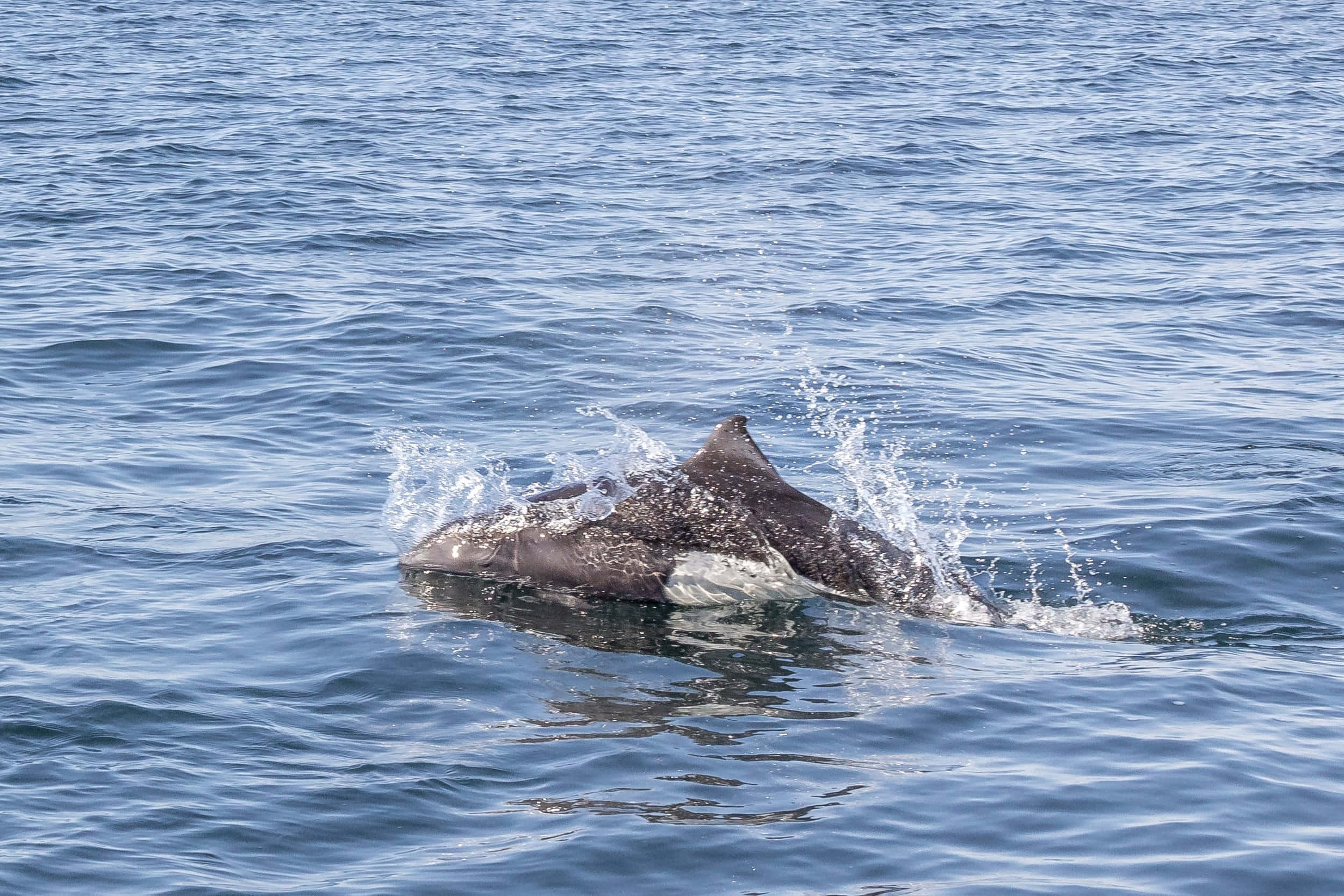 Dall’s Porpoise, ocean, deep blue ocean water, Full HD Desktop Wallpaper
