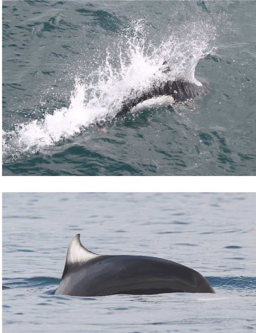 Dall’s Porpoise, teal water, breaches with a splash, SD Phone Wallpaper