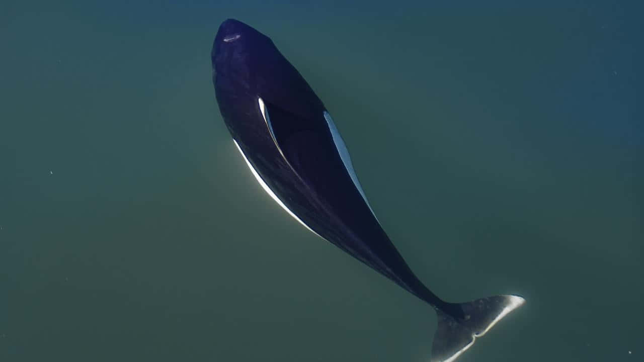 Dall’s Porpoise, underwater view, murky green ocean water, HD Desktop Wallpaper