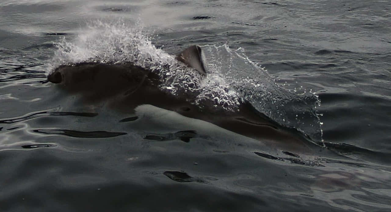 Dall's Porpoise, dark ocean surface, dramatic splash, HD Desktop Wallpaper