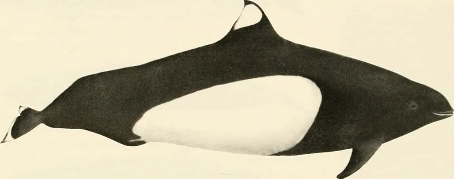 Dall’s Porpoise, sleek black and white orca whale, vintage monochrome illustration, HD Desktop Wallpaper