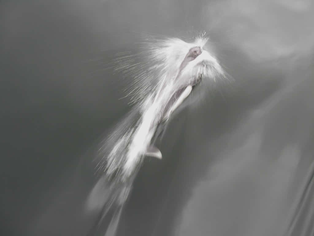Dall’s Porpoise, monochrome, white fur, SD Desktop Wallpaper