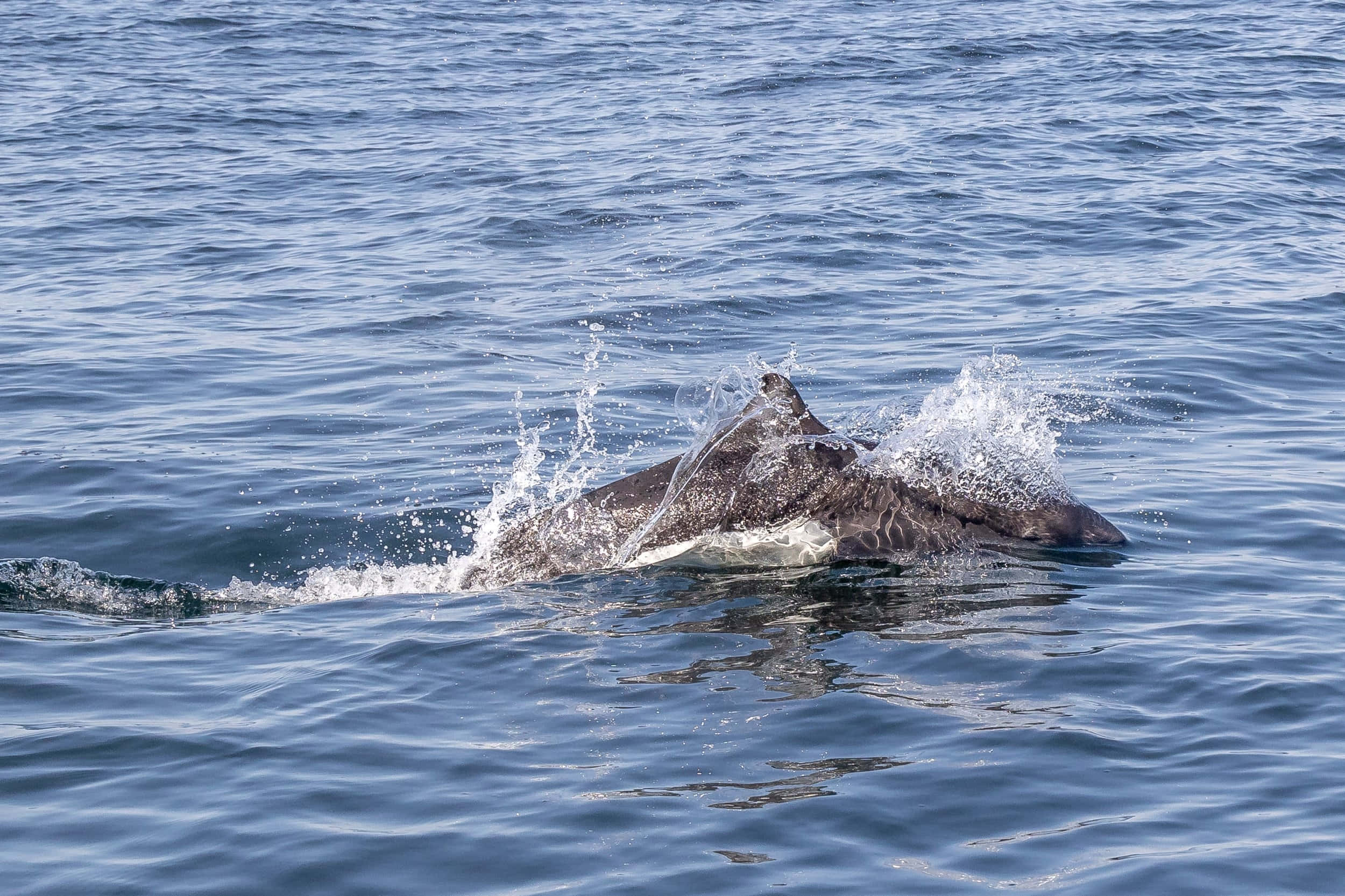 Dall’s Porpoise, deep blue ocean, breaches the surface, Full HD Desktop Wallpaper