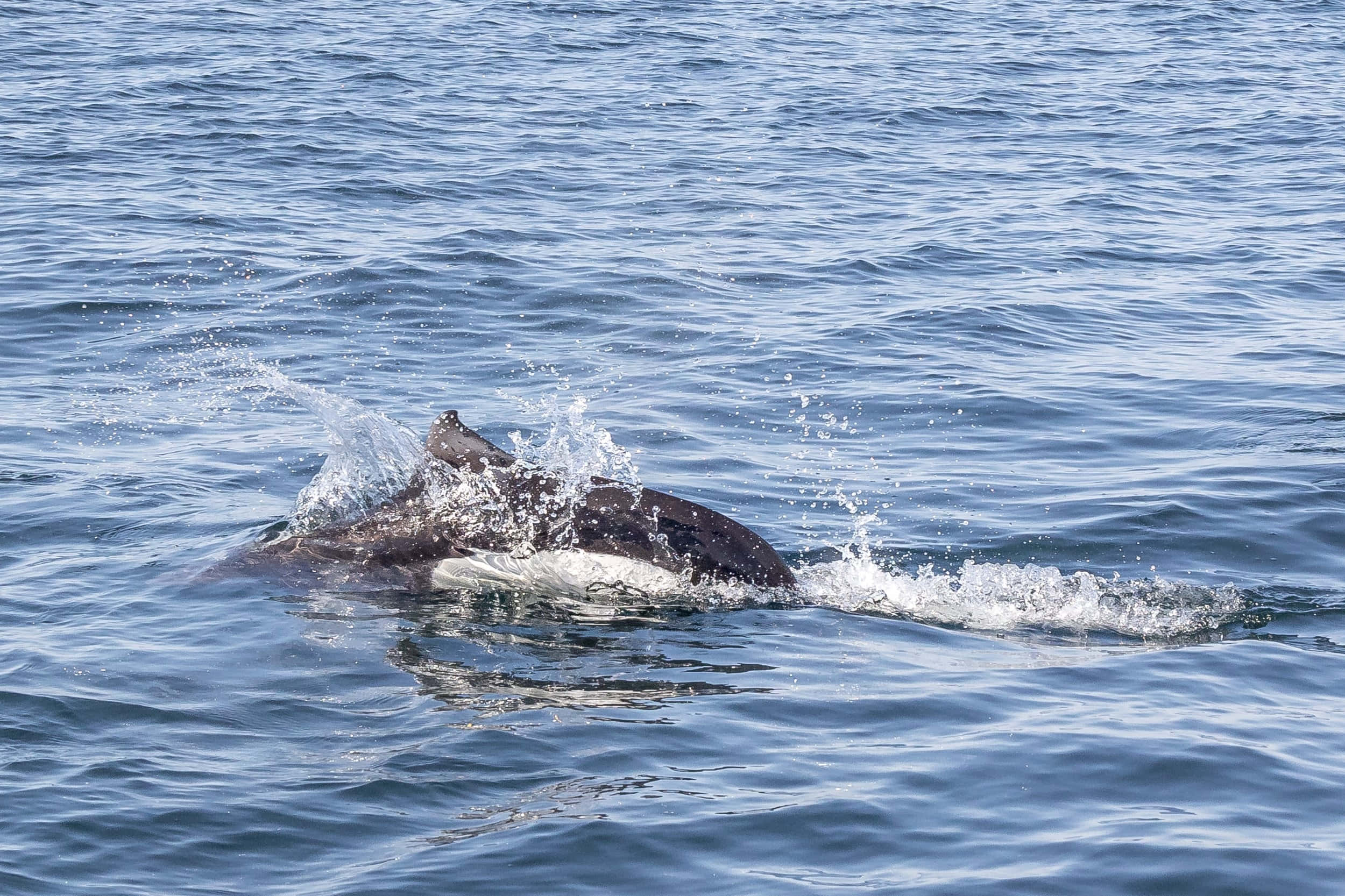 Dall’s Porpoise, calm blue ocean water, dark gray and white body, Full HD Desktop Wallpaper