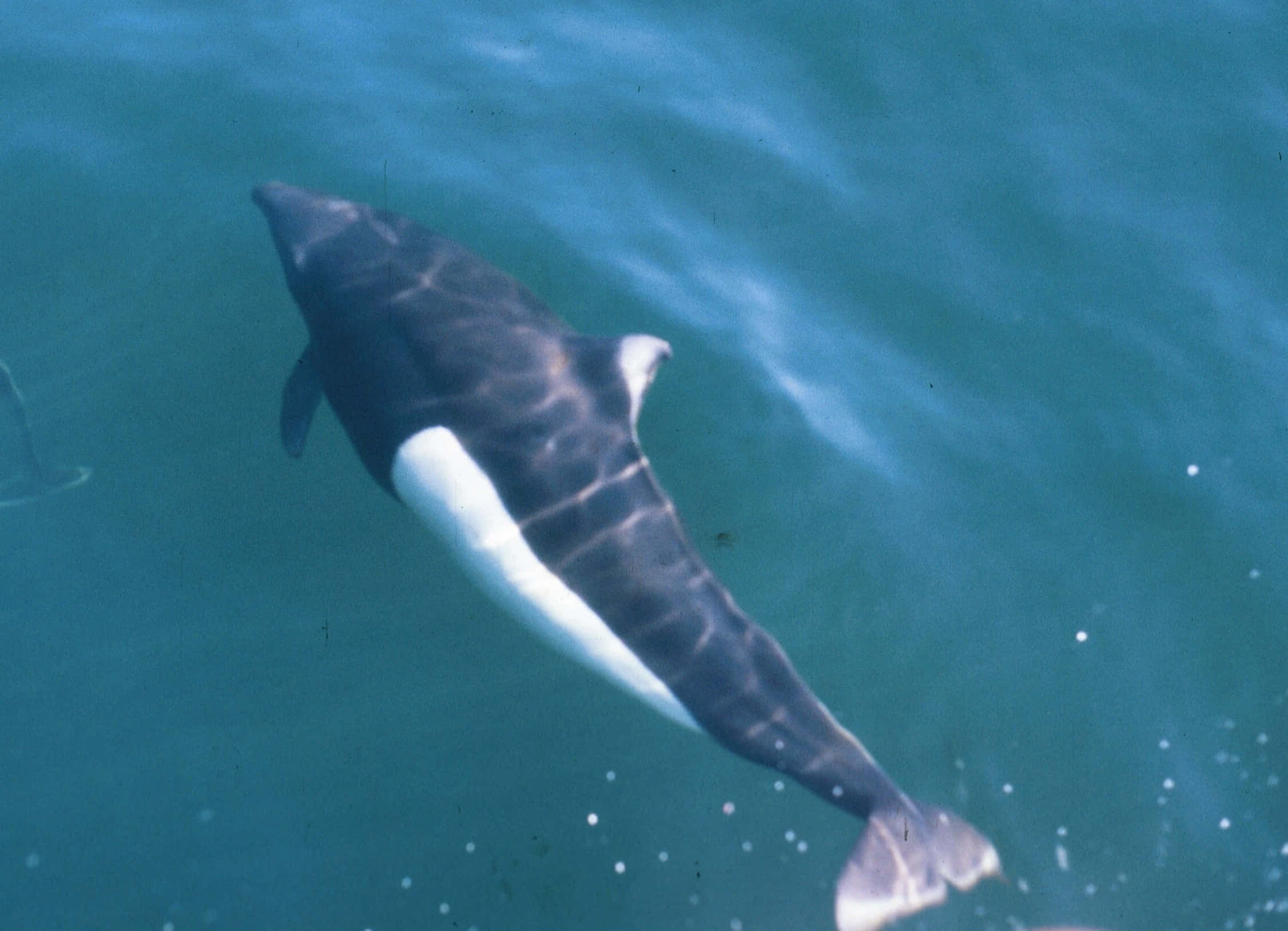 Dall’s Porpoise, turquoise water, sunlight dappling, Full HD Desktop Wallpaper