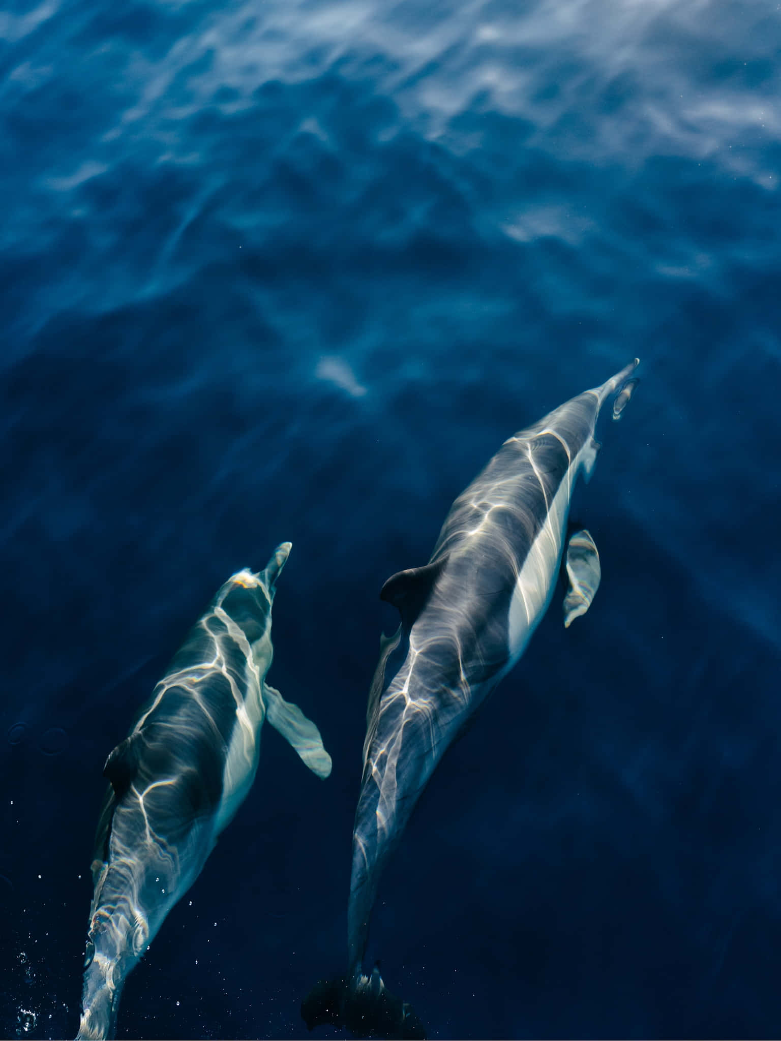 Dall’s Porpoise, pair swimming, deep blue ocean water, Full HD Phone Wallpaper