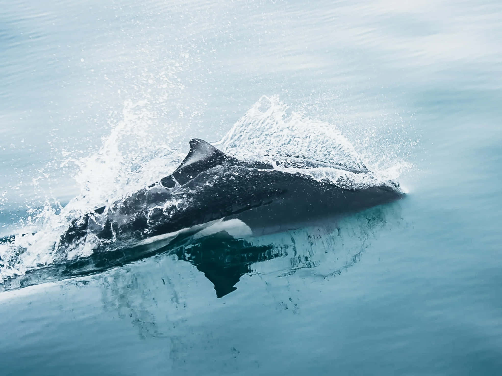 Dall’s Porpoise, sleek dark dolphin, dramatic splash, Full HD Desktop Wallpaper