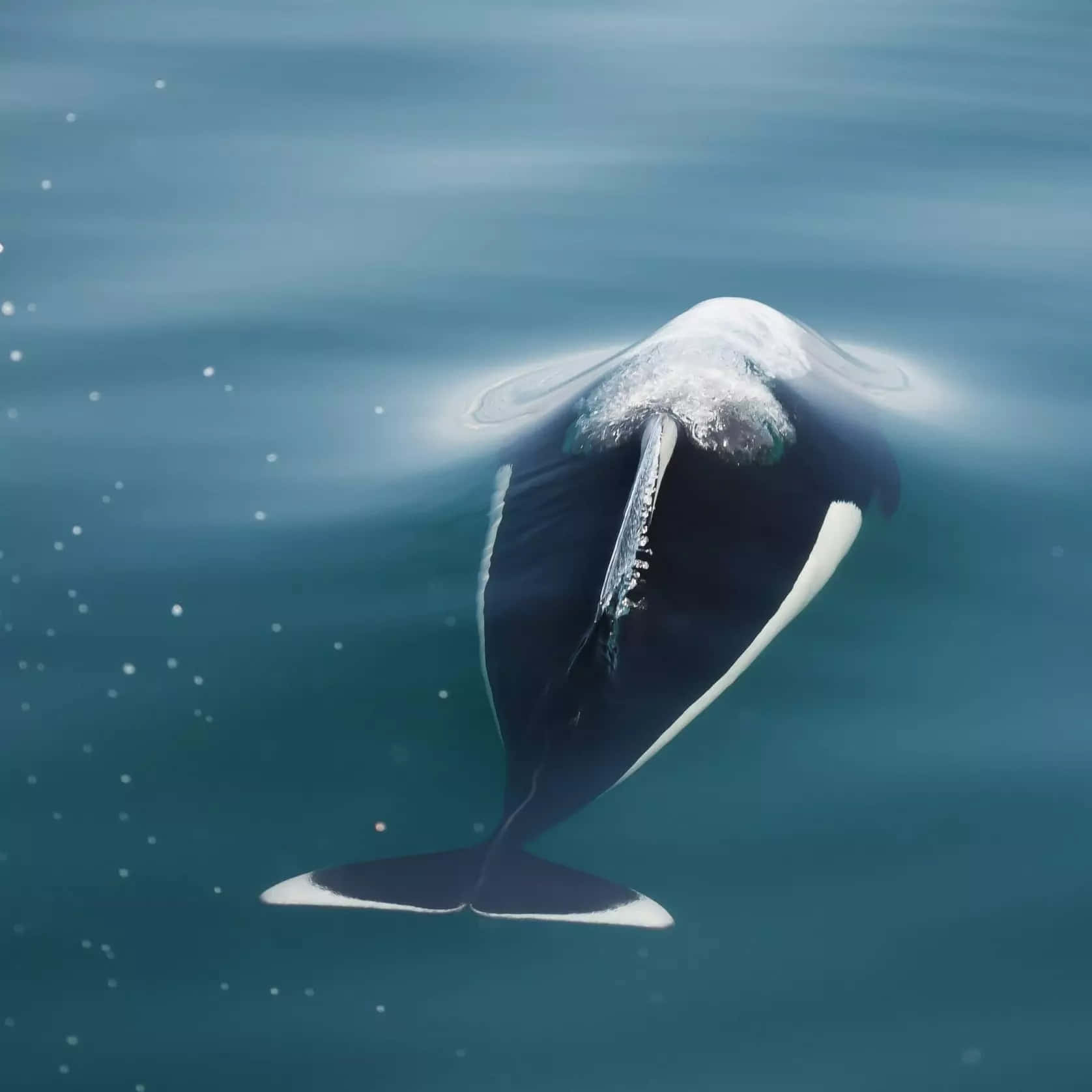 Dall’s Porpoise, black and white, calm teal water, HD Desktop Wallpaper