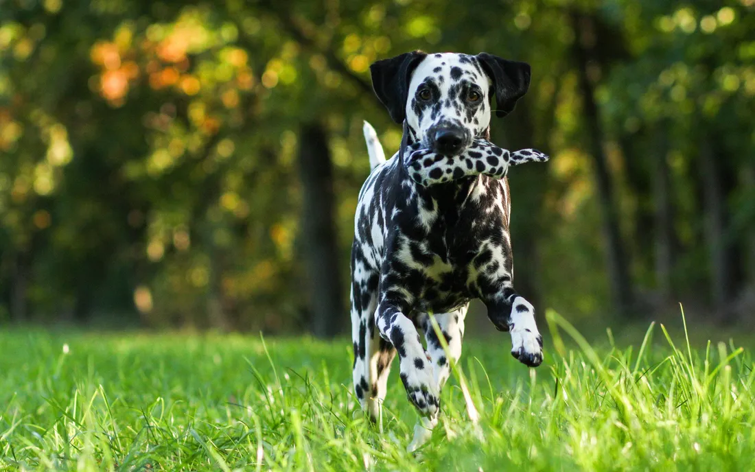 Dalmatians