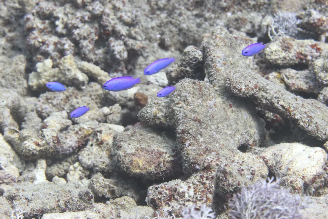 Damselfish