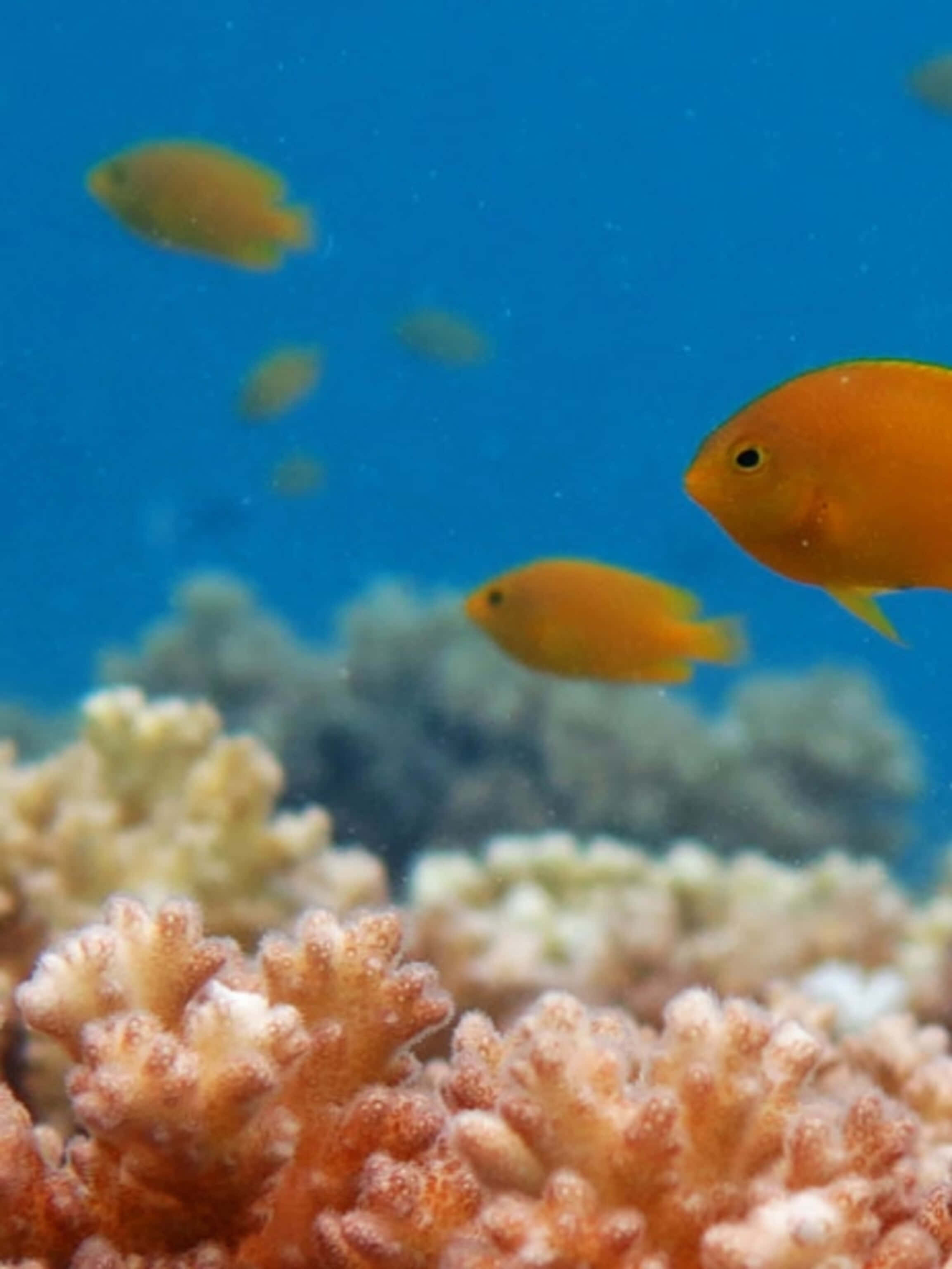 Damselfish, coral reef, tropical waters, 2K Phone Wallpaper
