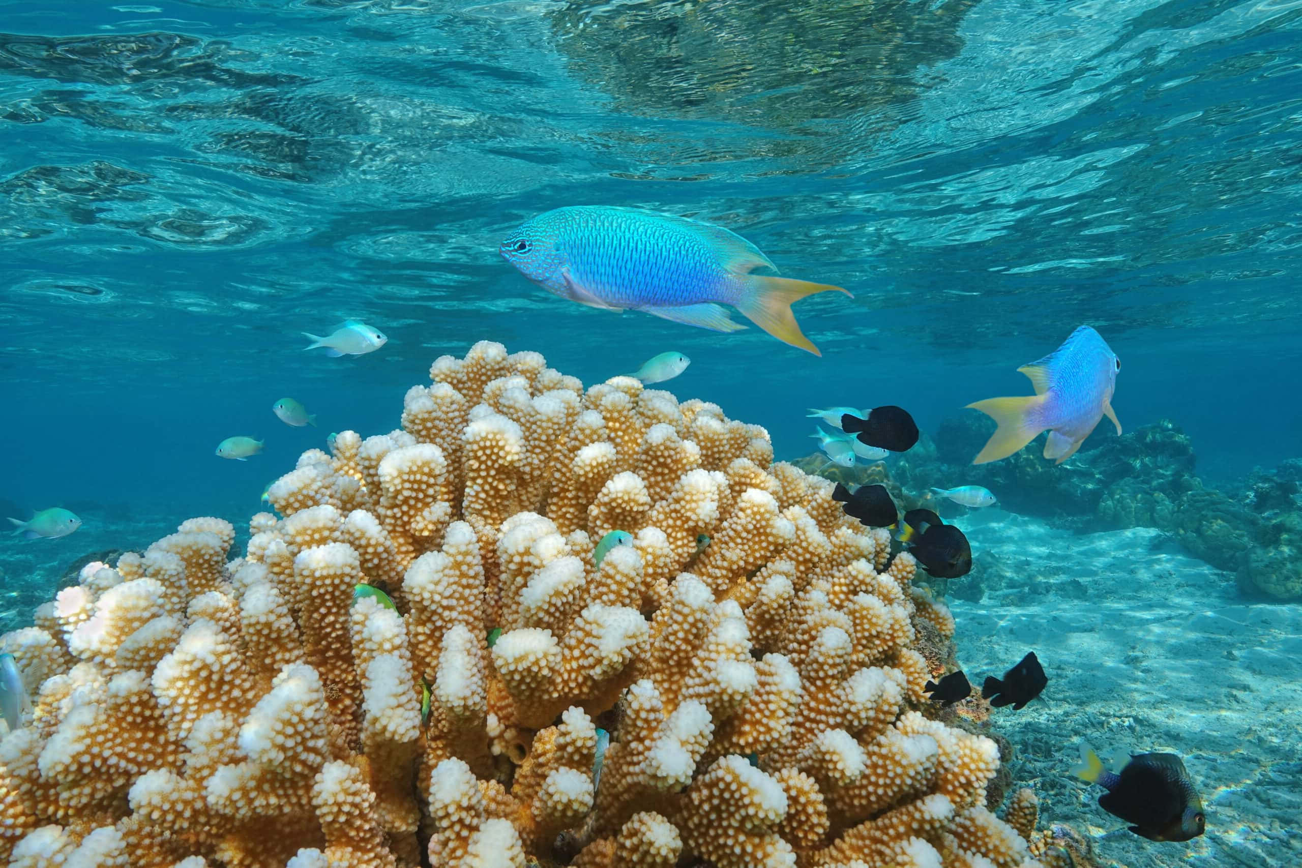 vibrant damselfish, coral reef, sunlit turquoise waters, 2K Desktop Wallpaper