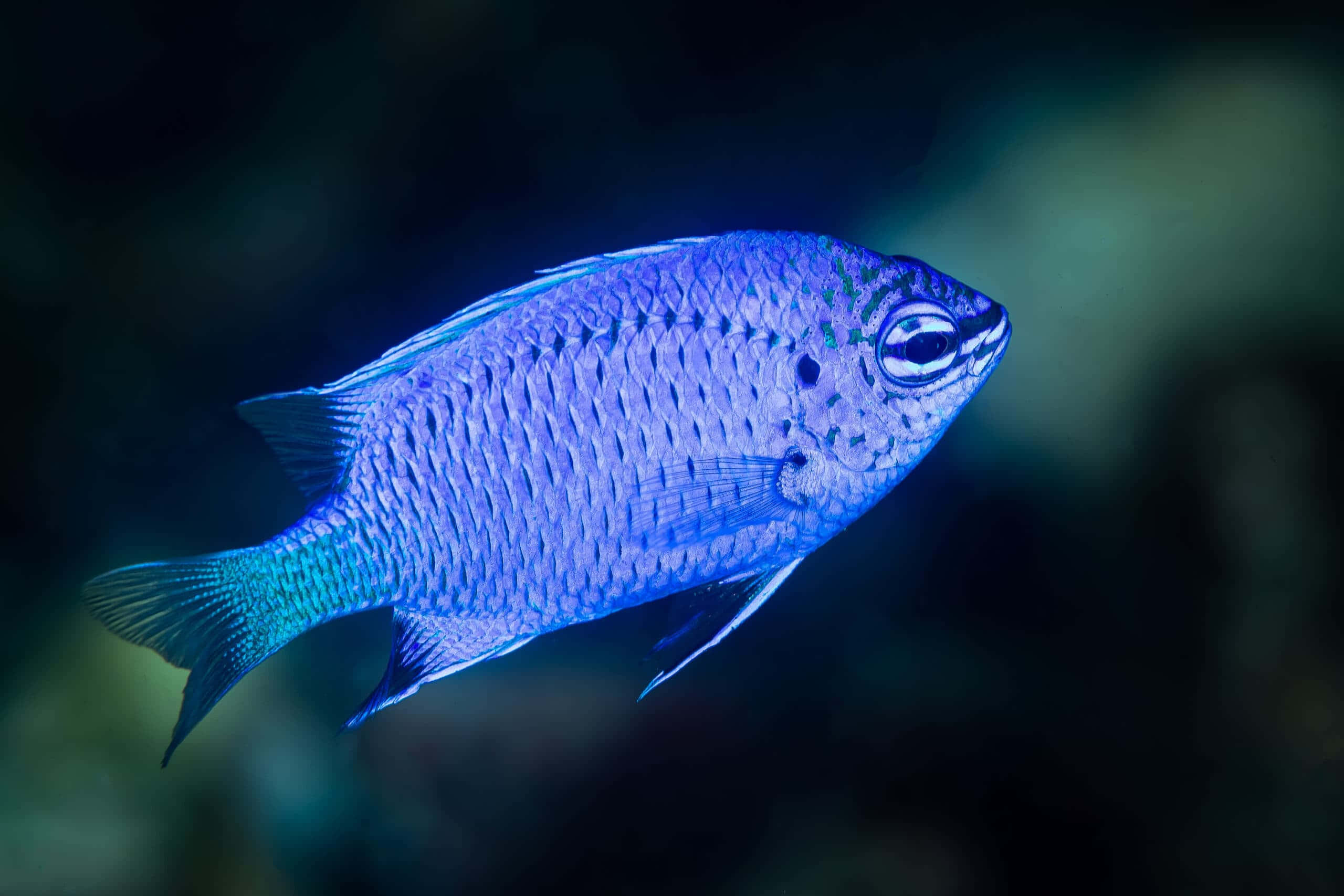 blue damselfish, underwater, dark underwater waters, 2K Desktop Wallpaper