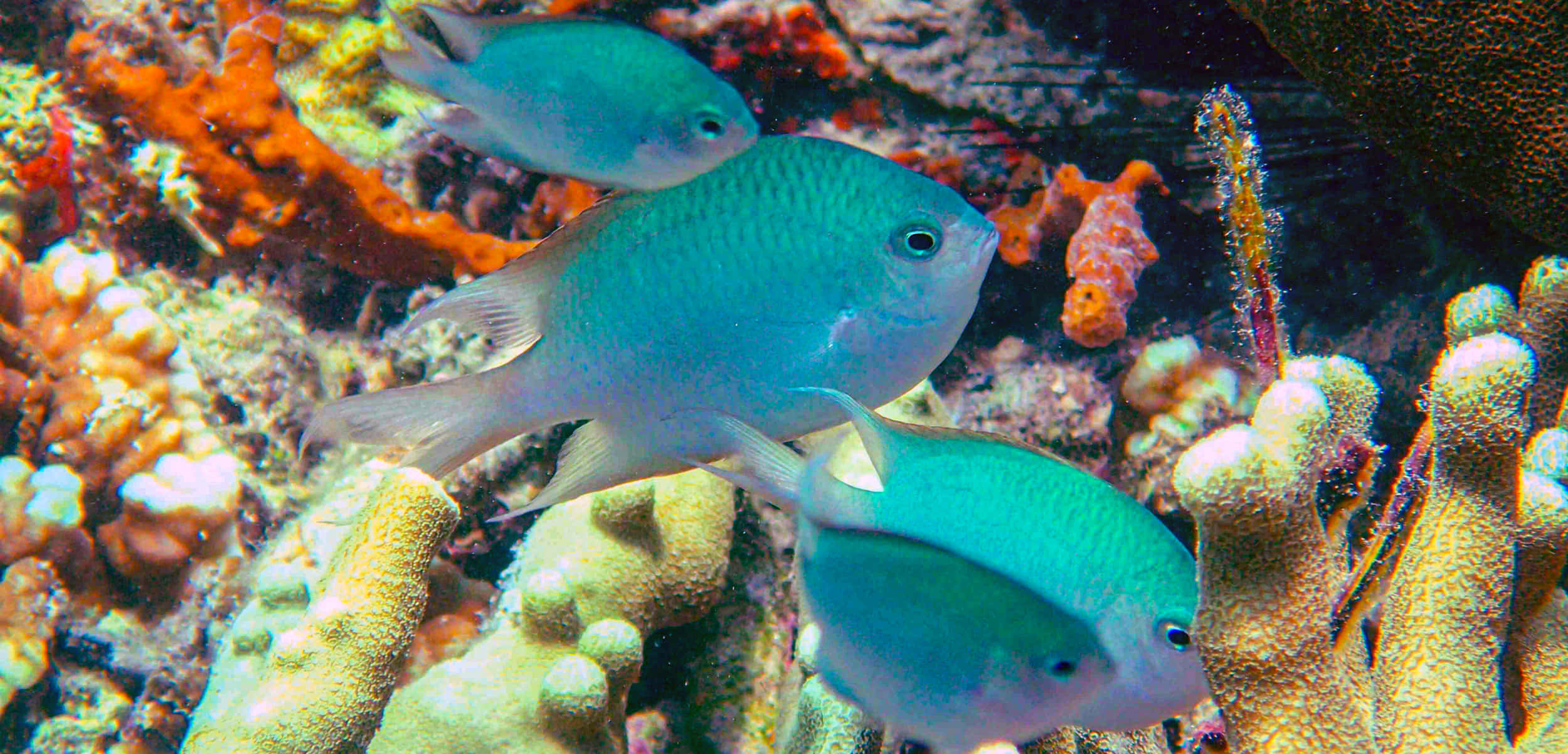 Damselfish, coral reef habitat, turquoise fish, Full HD Desktop Wallpaper