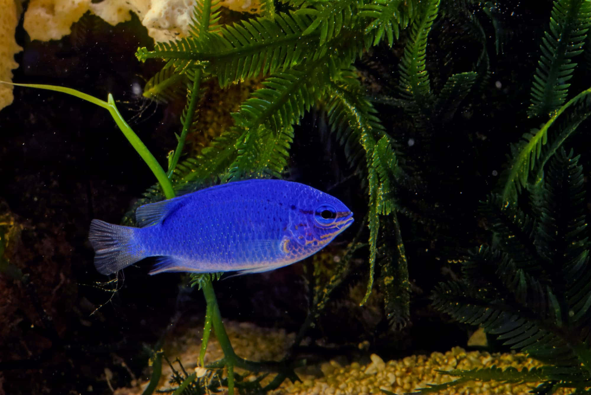 damselfish, vibrant blue, lush green aquatic plants, Full HD Desktop Wallpaper