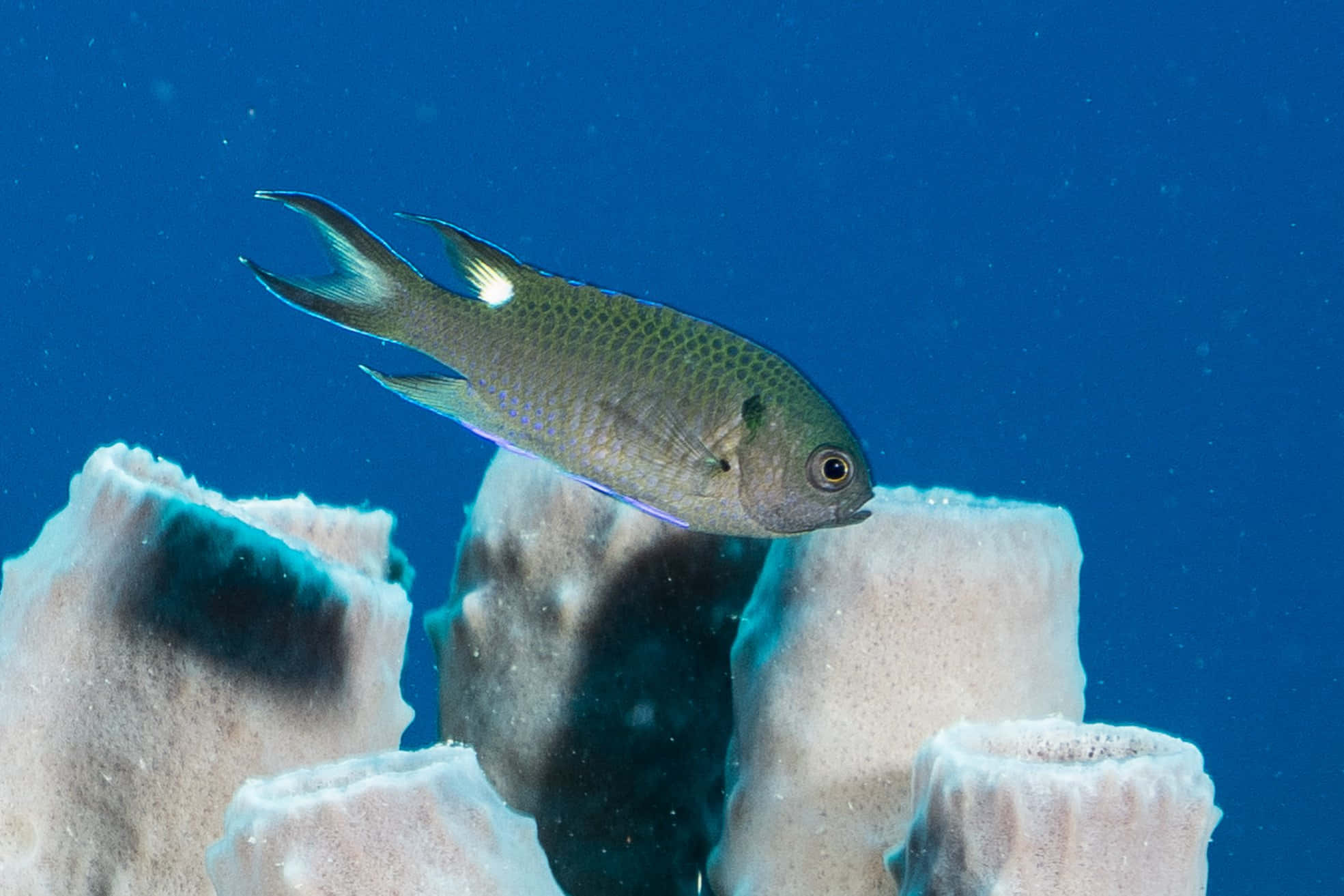 damselfish, iridescent scales, porous white coral formations, Full HD Desktop Wallpaper