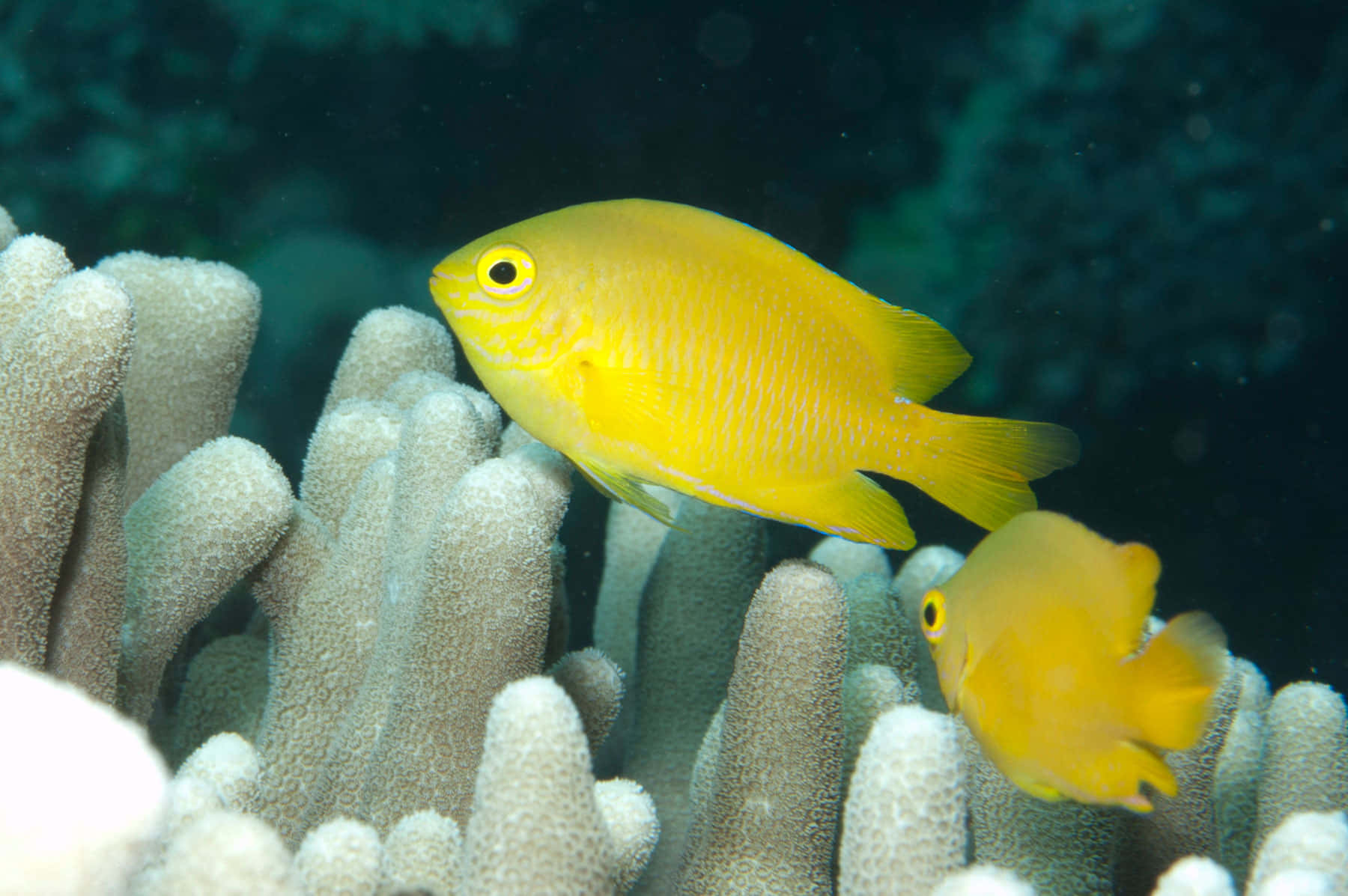yellow damselfish, coral reef, textured coral formations, HD Desktop Wallpaper