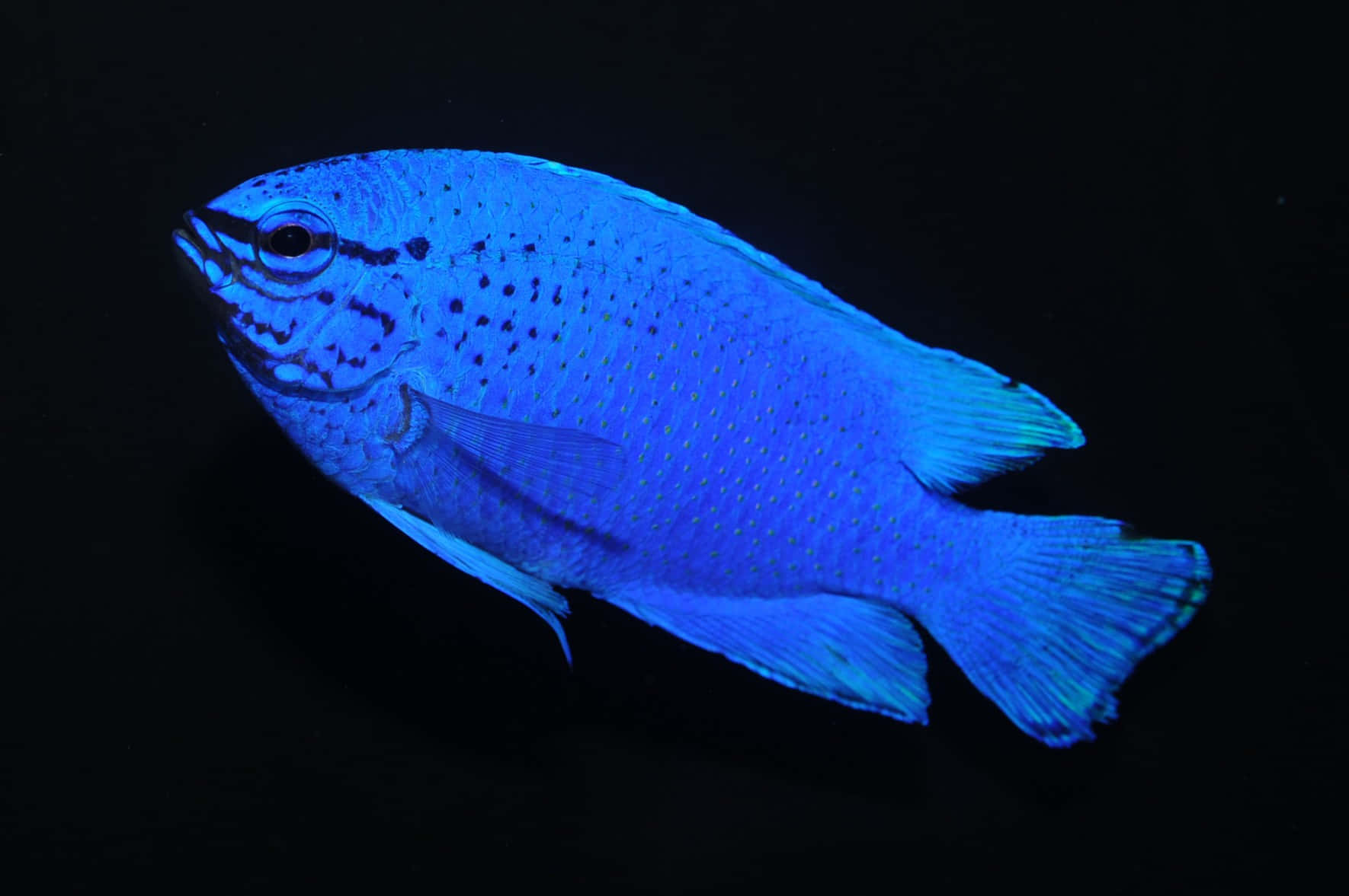 blue damselfish, electric blue, spotted patterns, HD Desktop Wallpaper