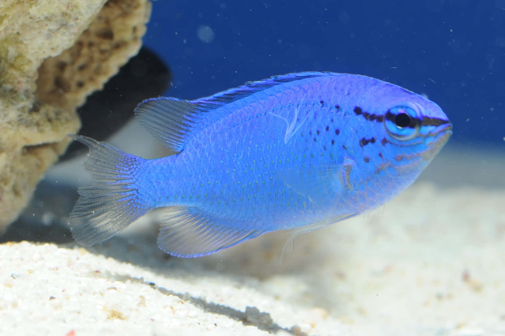 colorful damselfish, vibrant coral reef, blue damselfish, HD Desktop Wallpaper