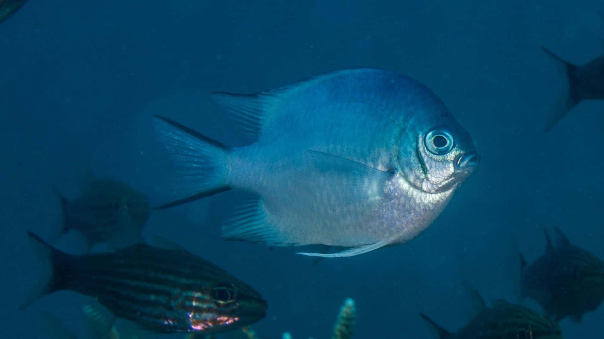 blue damselfish, underwater scene, deep ocean water, Full HD Desktop Wallpaper