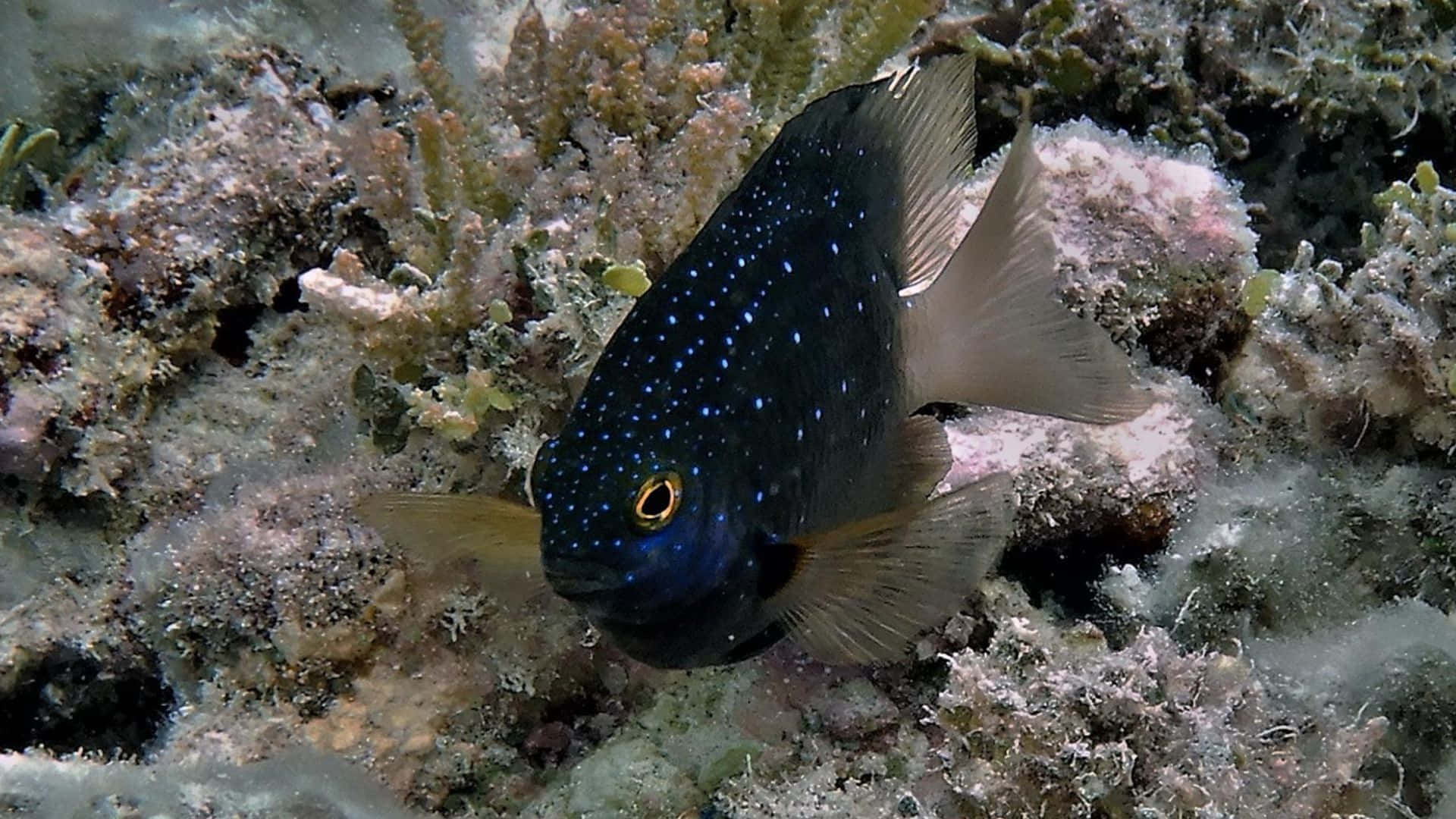 blue spotted damselfish, coral reef, glowing blue spots, Full HD Desktop Wallpaper