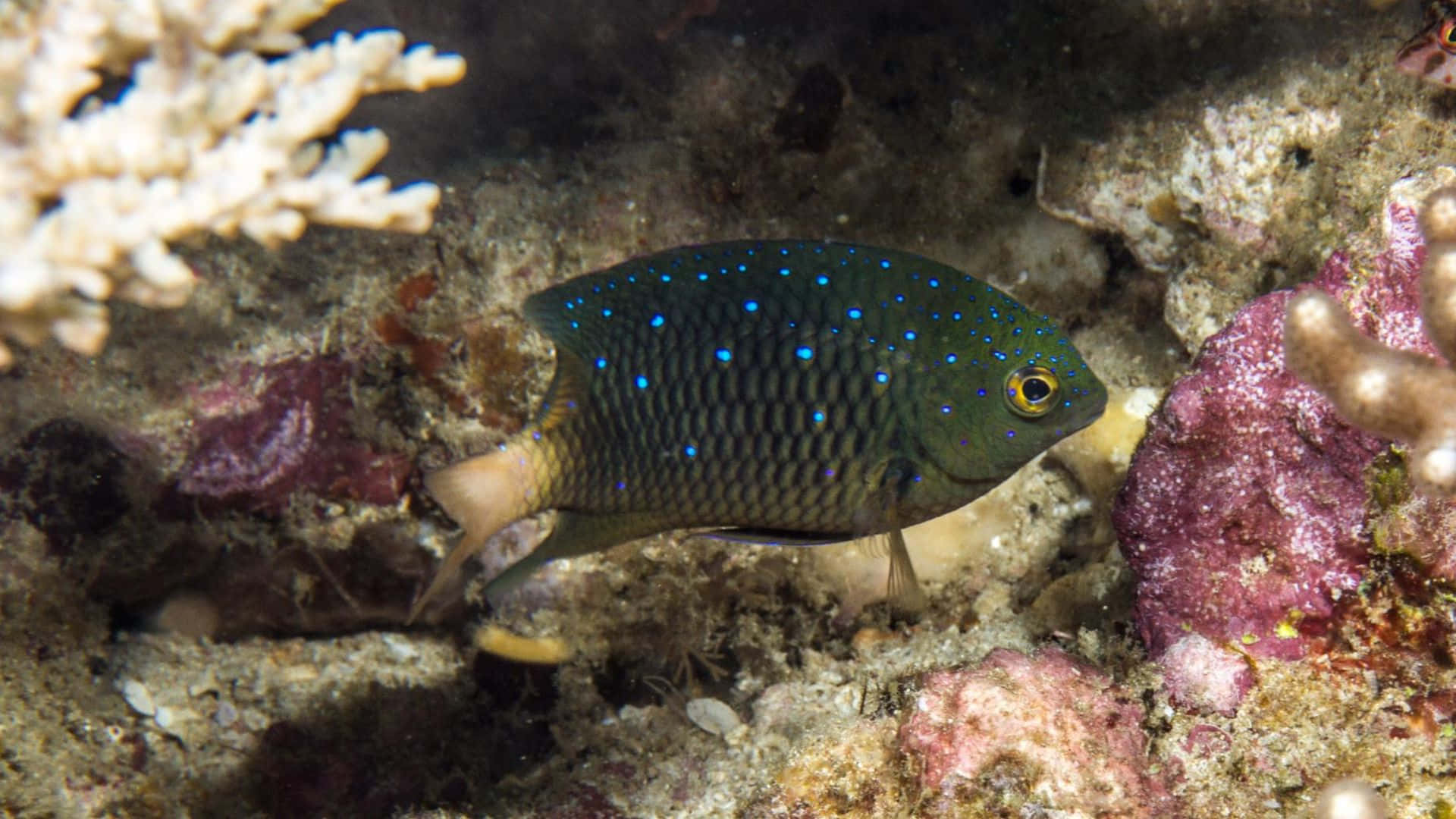 blue-spotted chromis, coral reef, vibrant coral, Full HD Desktop Wallpaper