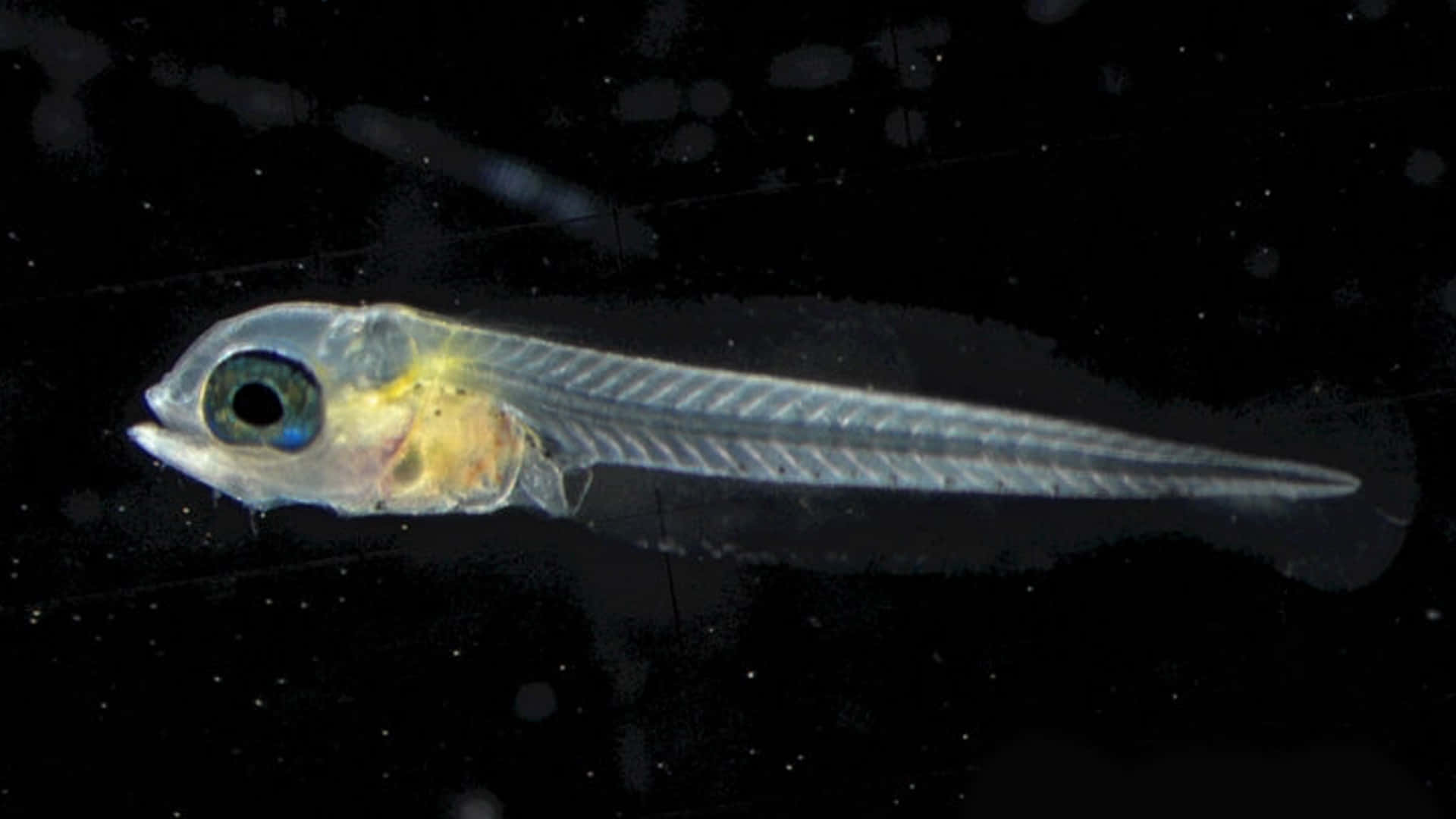 tropical damselfish, translucent larval fish, large dark eye, Full HD Desktop Wallpaper