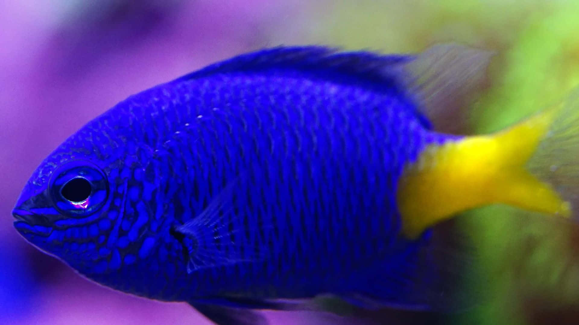 Vibrant Blue Damselfish, bright yellow tail, soft purple and green blurred background, Full HD Desktop Wallpaper