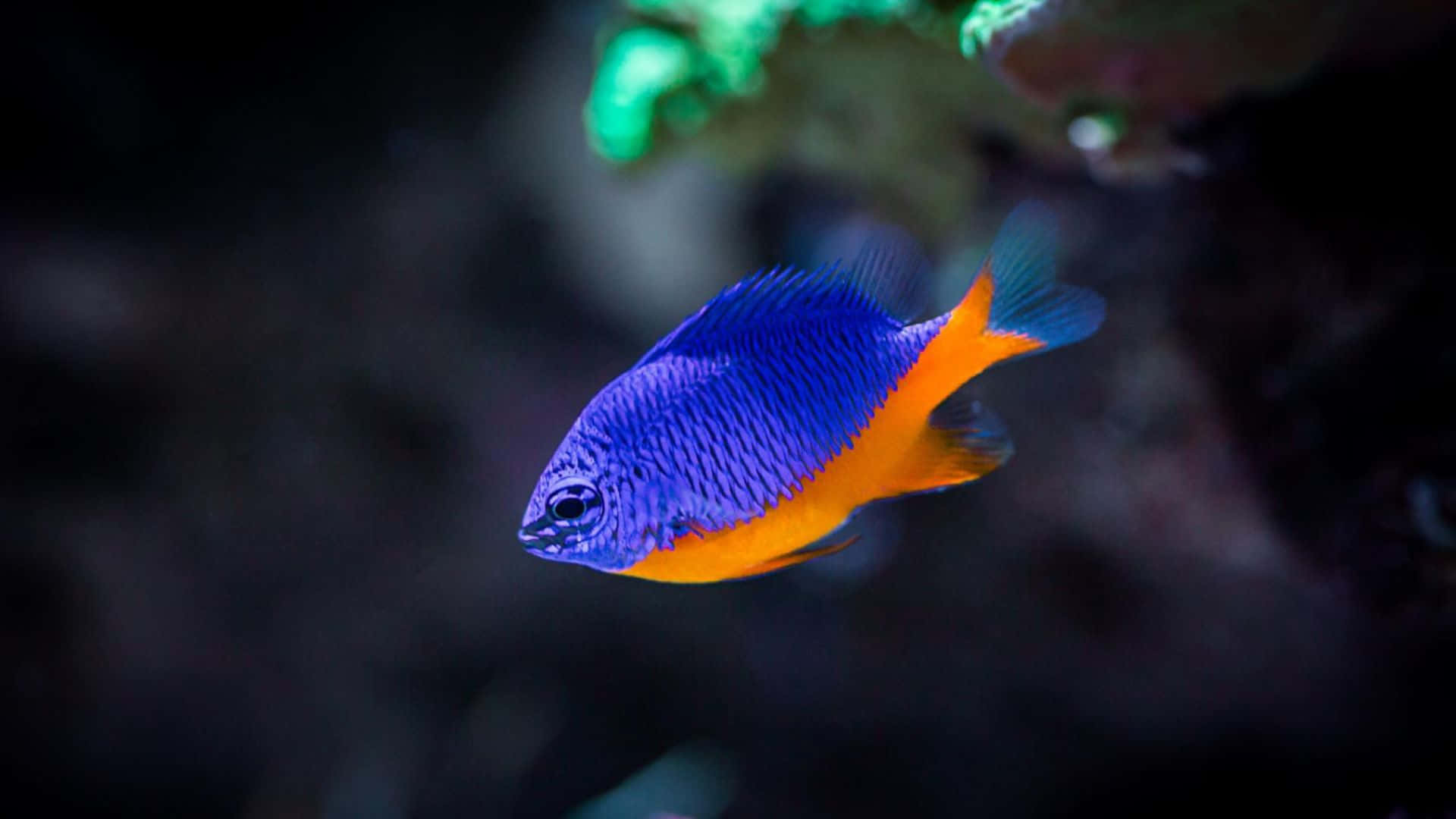colorful damselfish, tropical waters, vibrant blue, Full HD Desktop Wallpaper