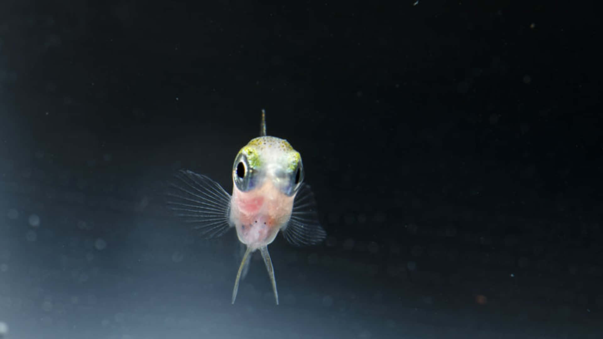 Damselfish, translucent, large eyes, Full HD Desktop Wallpaper