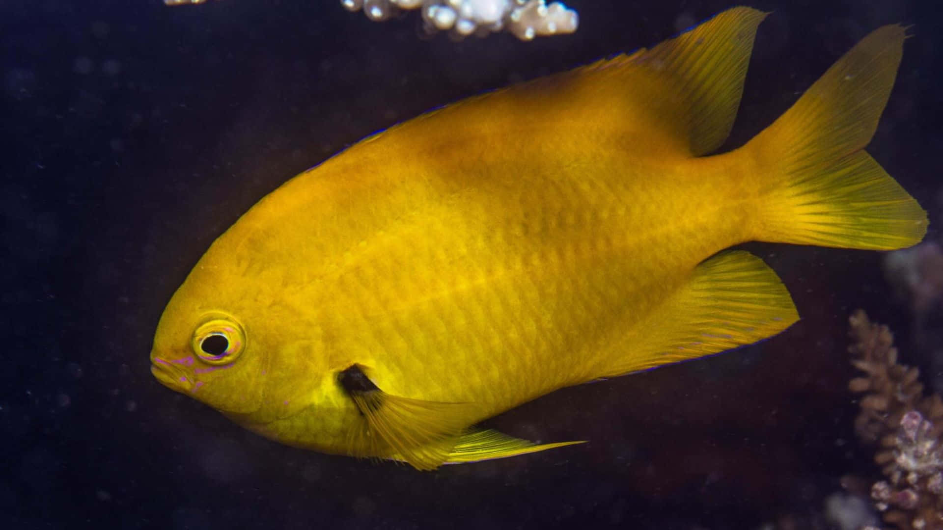 vibrant yellow damselfish, underwater, dark ocean waters, Full HD Desktop Wallpaper