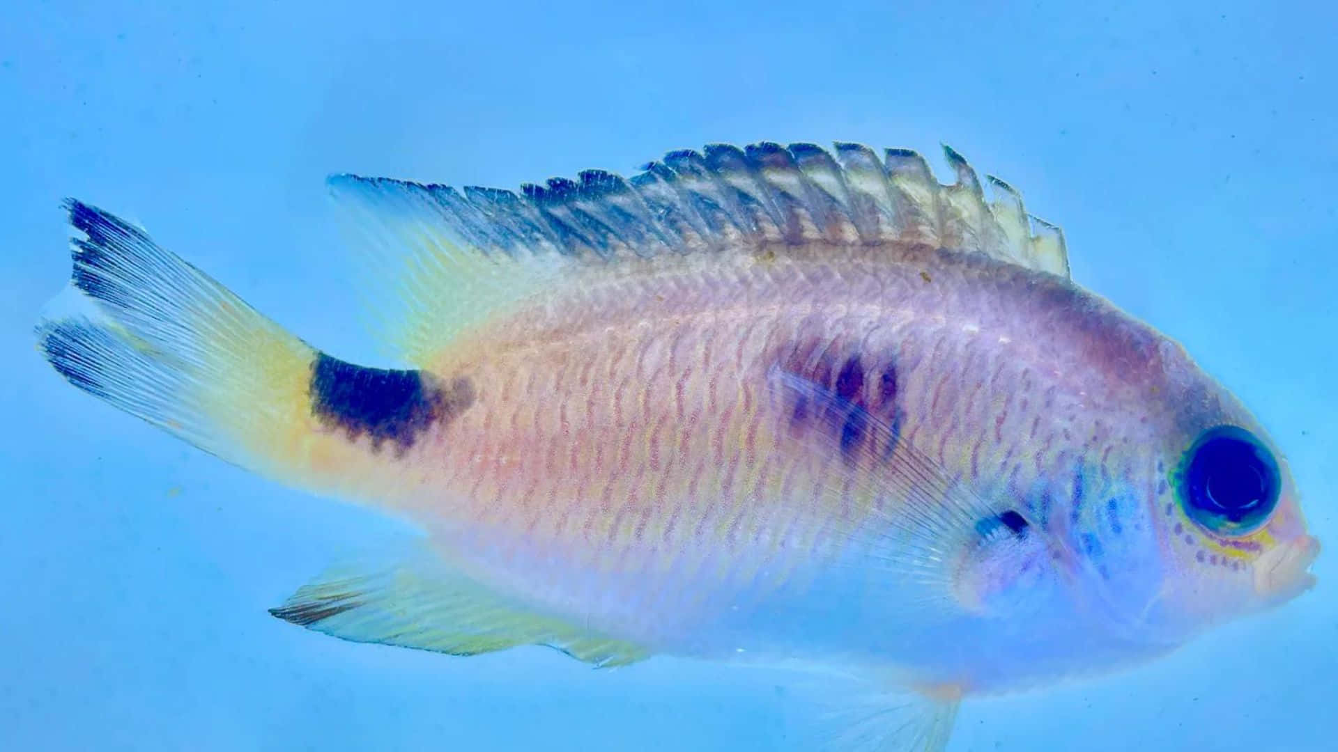 vibrant damselfish, pinkish scales, bold black markings, Full HD Desktop Wallpaper