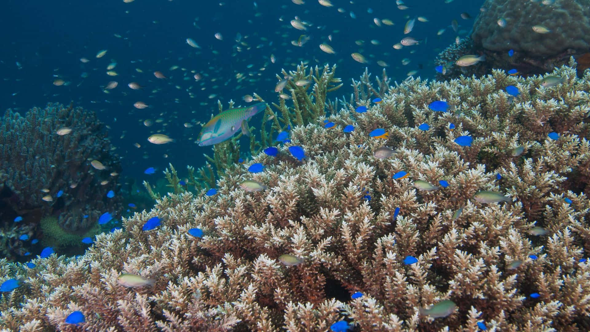 damselfish, underwater coral reef, sunlit underwater seascape, Full HD Desktop Wallpaper