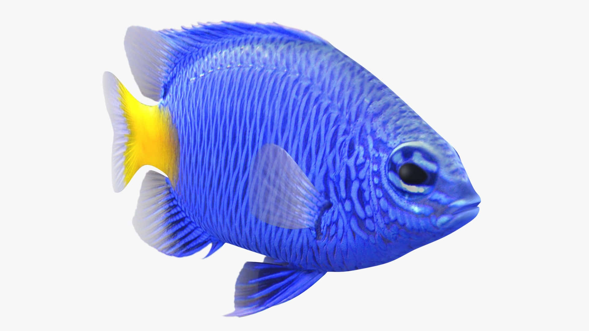 vibrant blue damselfish, yellow tail fin, detailed scales, Full HD Desktop Wallpaper