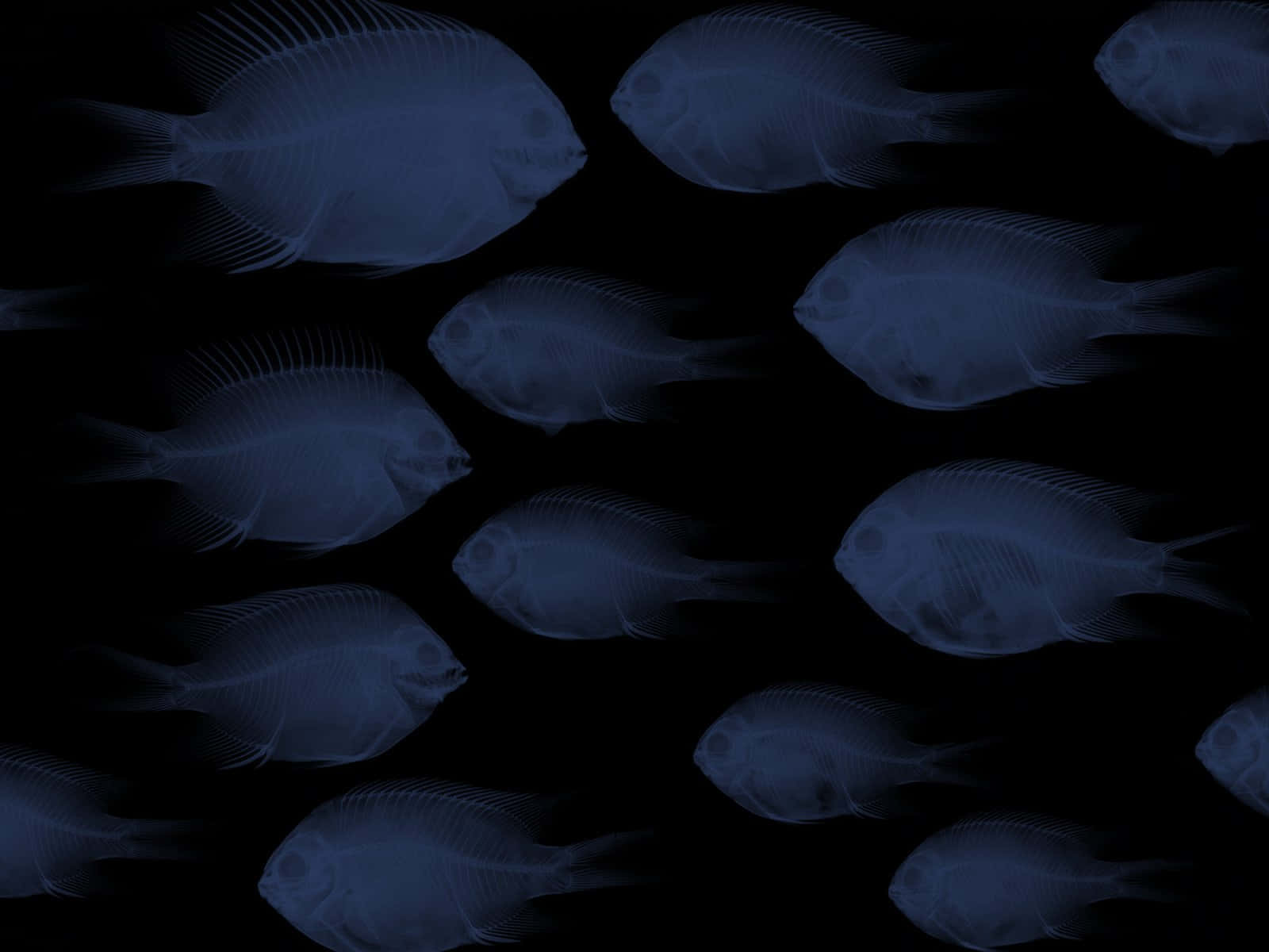 Blue Damselfish, Xray Style, translucent blue fish skeletons, HD Desktop Wallpaper