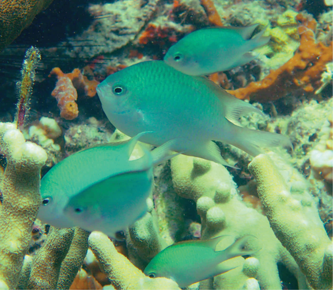 Blue Green Damselfish, coral reef, turquoise fish, HD Desktop Wallpaper
