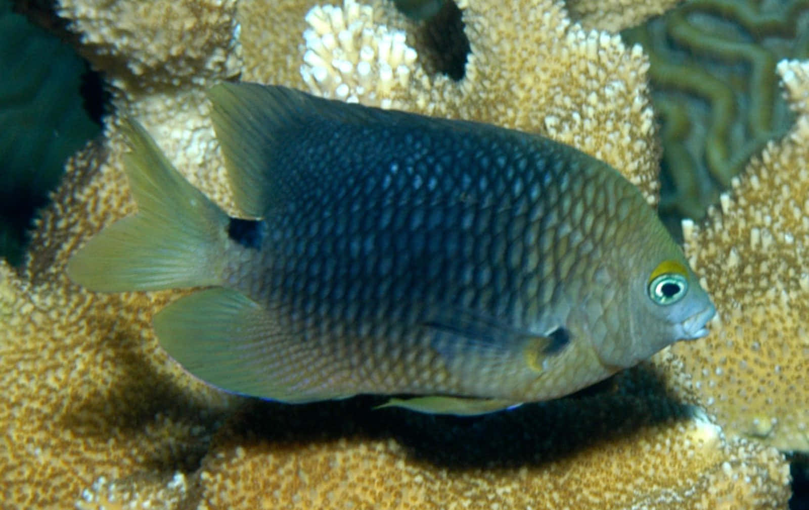 damselfish, blue-gray fish, yellow fins, HD Desktop Wallpaper
