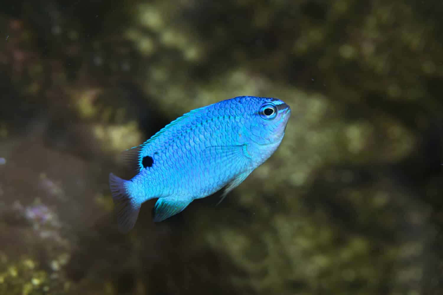 vibrant blue damselfish, coral, dark spot on its tail, HD Desktop Wallpaper