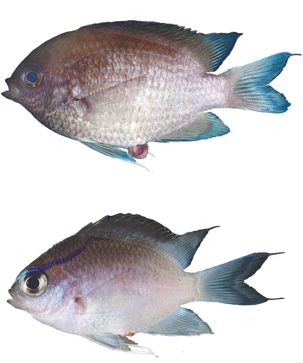 Damselfish, blue fins, textured scales, SD Phone Wallpaper