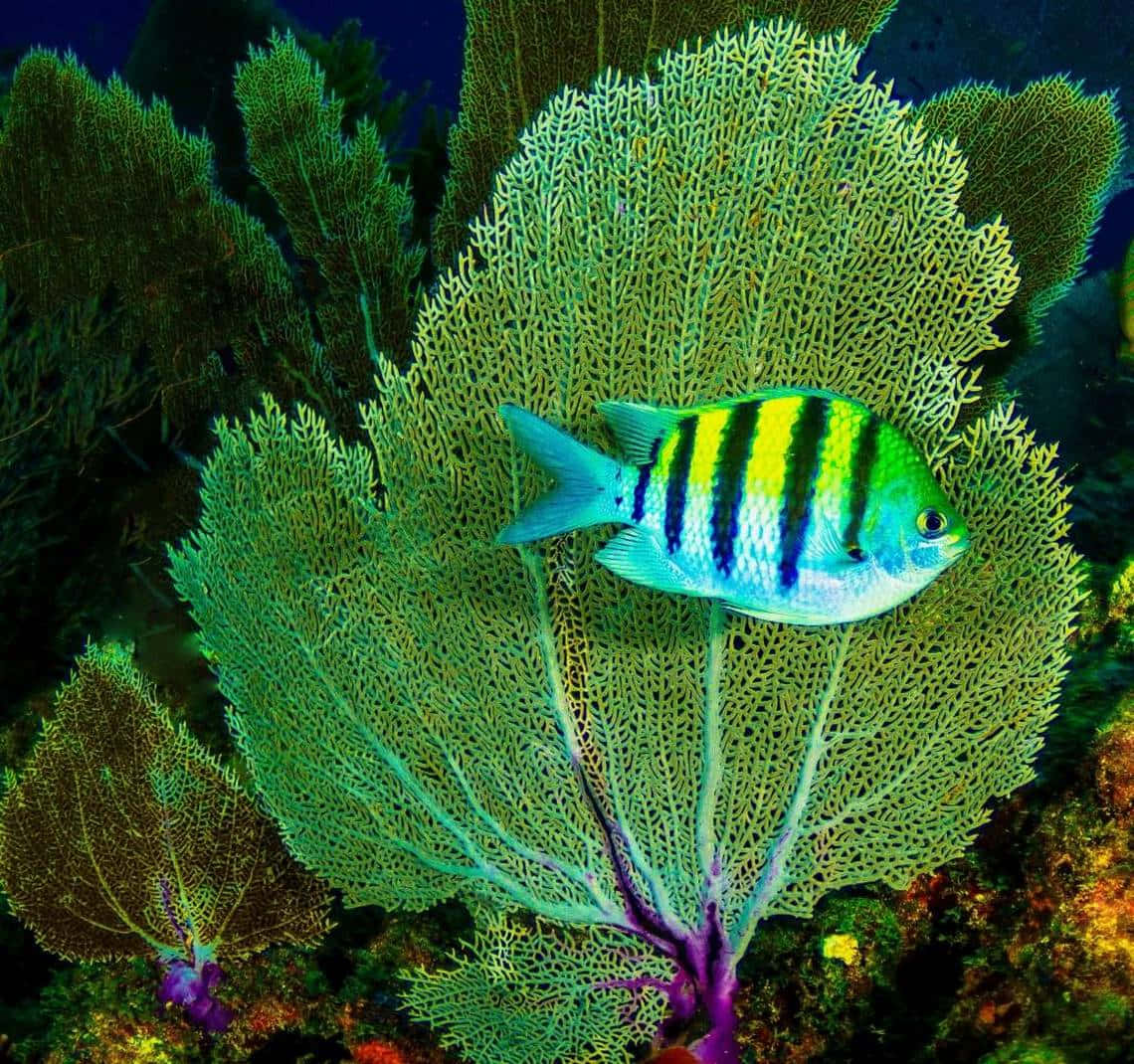 colorful damselfish, coral fan, green sea fan coral, SD Desktop Wallpaper