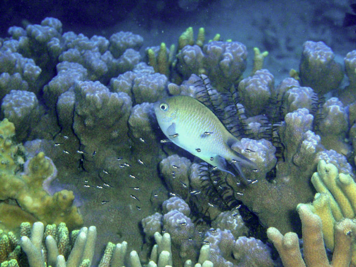 Damselfish, coral reef habitat, silver fish, SD Desktop Wallpaper