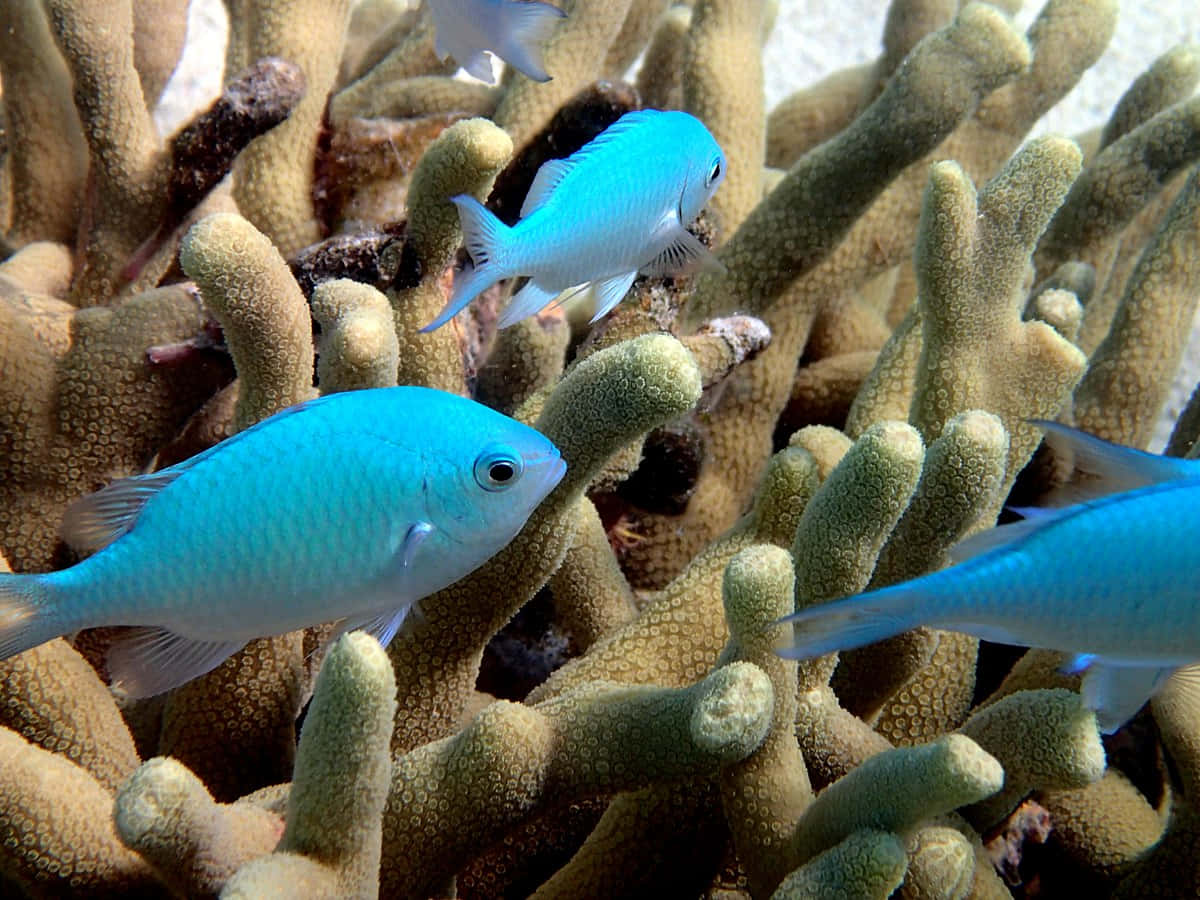 Blue Damselfish, coral reef, tropical waters, SD Desktop Wallpaper